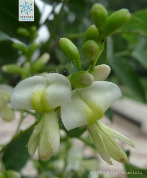 槐屬|槐(國槐):植物種類,栽培技術,繁殖方法,管理養護,病蟲防治,化學成。